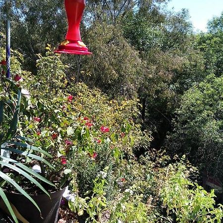 Charming Sunny Bedroom Overlooking Beautiful Amsterdam Avenue In Best Condesa Area México DF Exterior foto