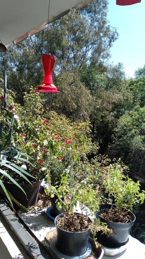 Charming Sunny Bedroom Overlooking Beautiful Amsterdam Avenue In Best Condesa Area México DF Exterior foto